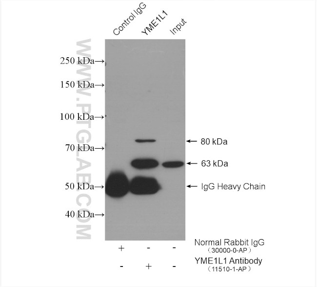 YME1L1 Antibody in Immunoprecipitation (IP)