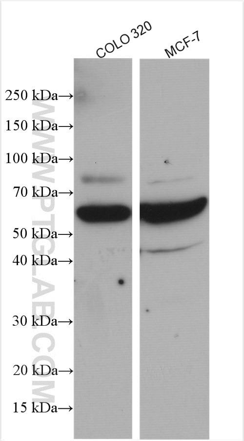 YME1L1 Antibody in Western Blot (WB)