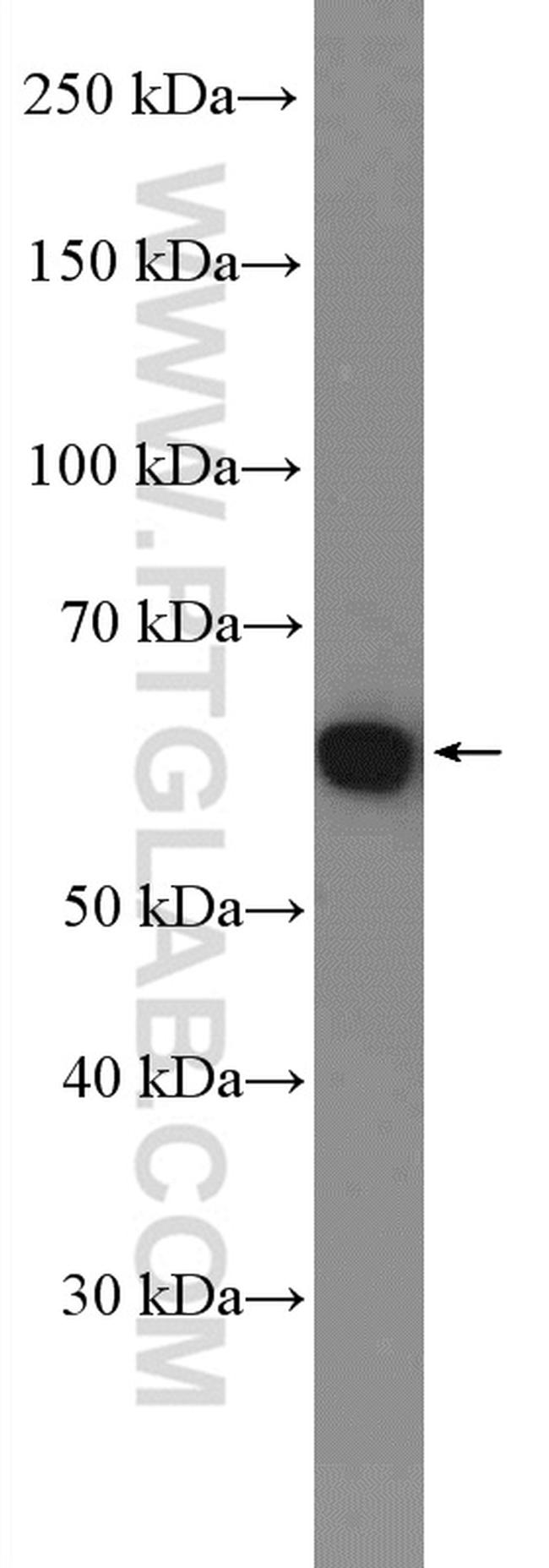 YME1L1 Antibody in Western Blot (WB)