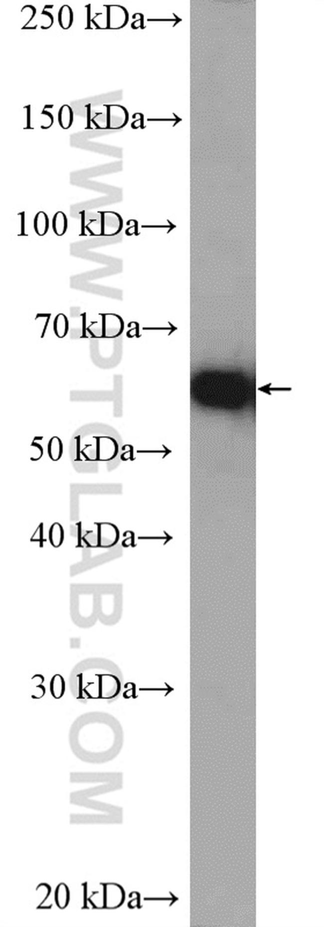 YME1L1 Antibody in Western Blot (WB)