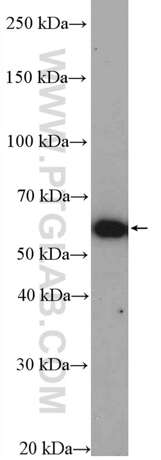 YME1L1 Antibody in Western Blot (WB)