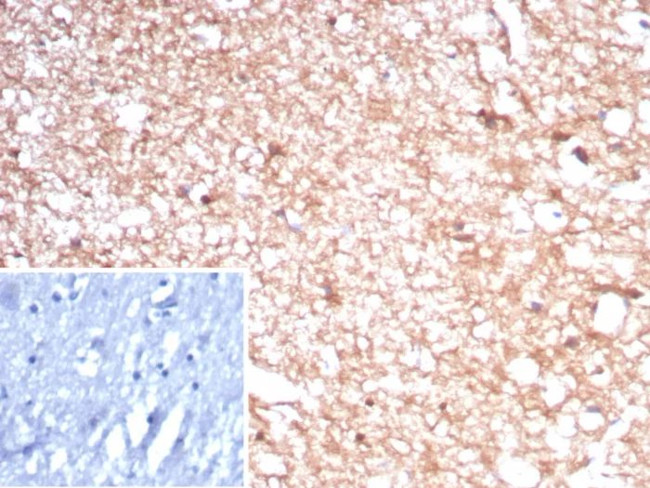 Creatine Phosphokinase-BB (CK-BB) Antibody in Immunohistochemistry (Paraffin) (IHC (P))