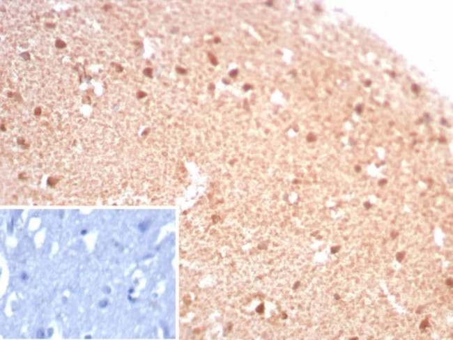 Creatine Phosphokinase-BB (CK-BB) Antibody in Immunohistochemistry (Paraffin) (IHC (P))