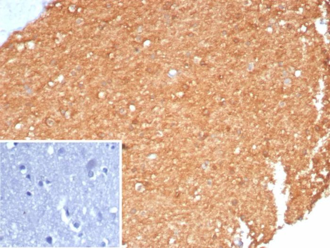 Creatine Phosphokinase-BB (CK-BB) Antibody in Immunohistochemistry (Paraffin) (IHC (P))