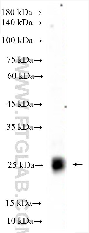 TGIF2 Antibody in Western Blot (WB)