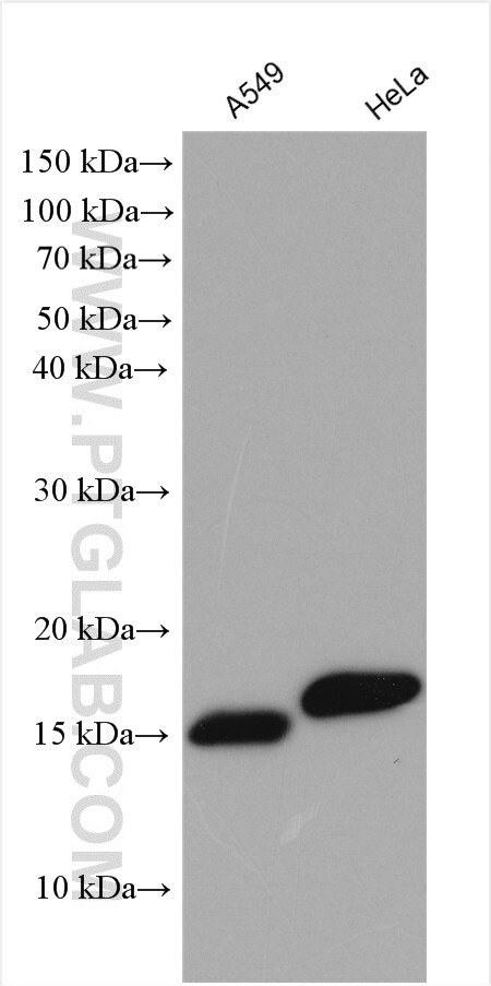 SRP14 Antibody in Western Blot (WB)