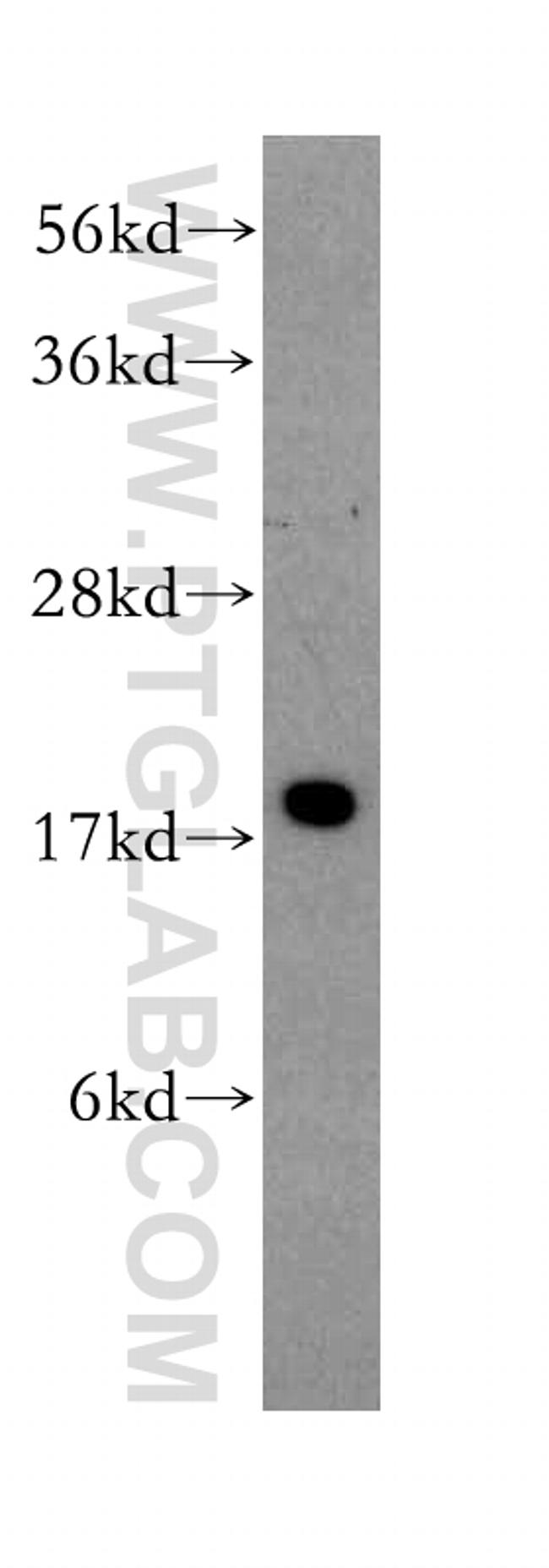 SRP14 Antibody in Western Blot (WB)