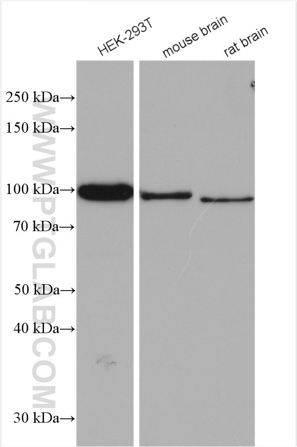 ASCC2 Antibody in Western Blot (WB)