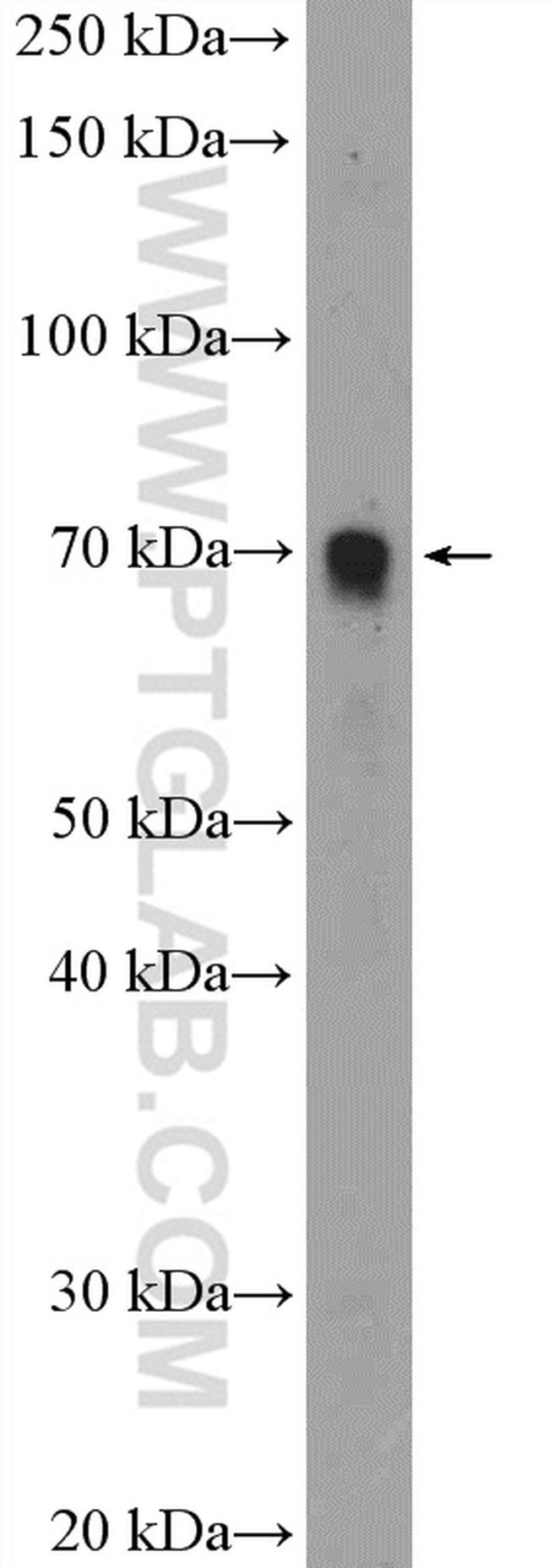 FBF1 Antibody in Western Blot (WB)