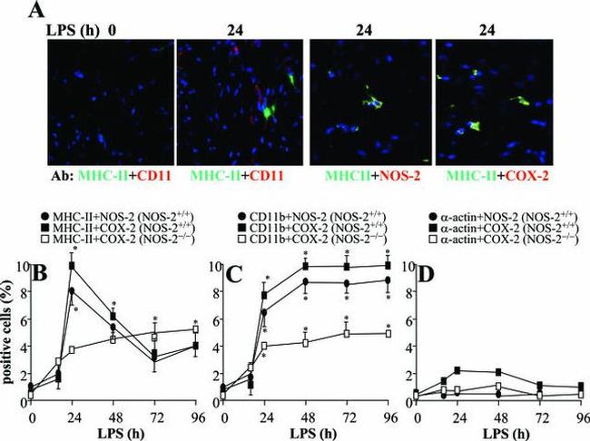 MHC Class II (I-A/I-E) Antibody