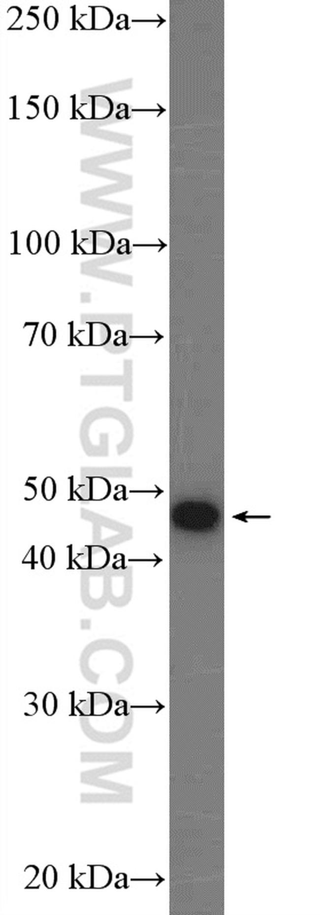 Cyclin E1 Antibody in Western Blot (WB)