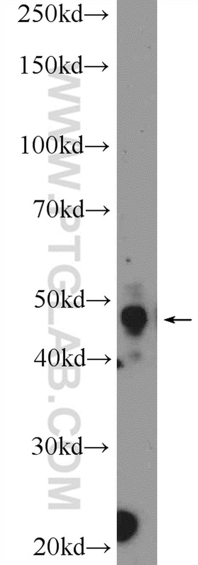 PYGO2 Antibody in Western Blot (WB)