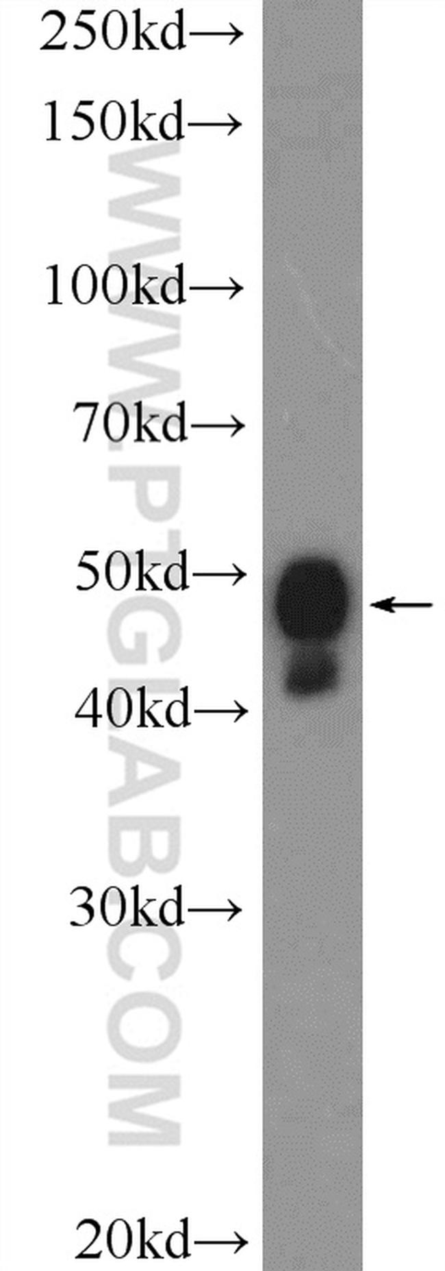 PYGO2 Antibody in Western Blot (WB)