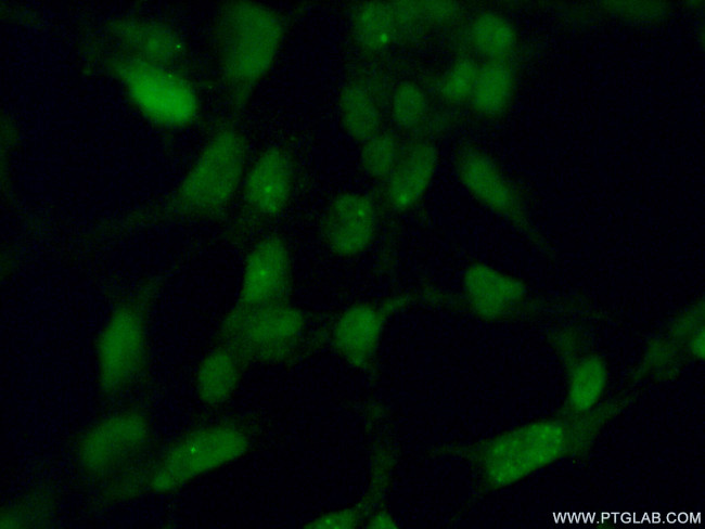 ING2 Antibody in Immunocytochemistry (ICC/IF)