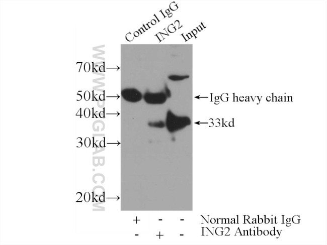 ING2 Antibody in Immunoprecipitation (IP)