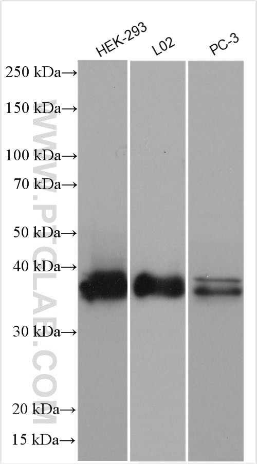 SIX2 Antibody in Western Blot (WB)