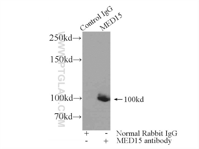 MED15 Antibody in Immunoprecipitation (IP)