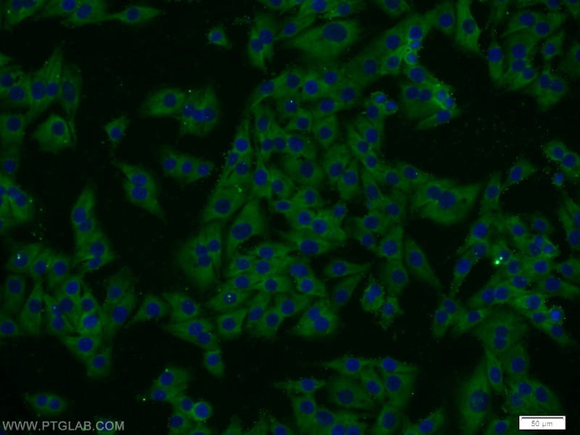 PSMA6 Antibody in Immunocytochemistry (ICC/IF)