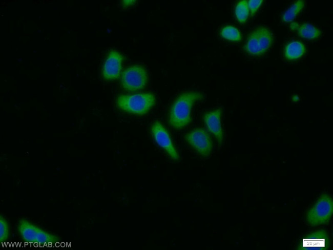 PSMA6 Antibody in Immunocytochemistry (ICC/IF)