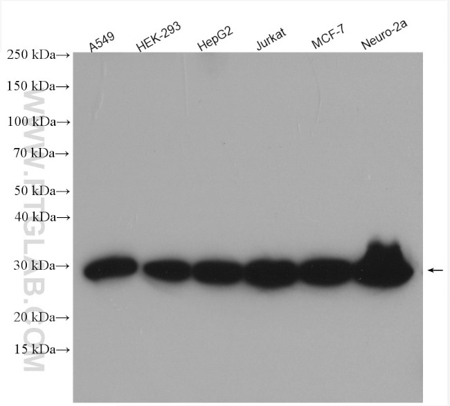 PSMA6 Antibody in Western Blot (WB)