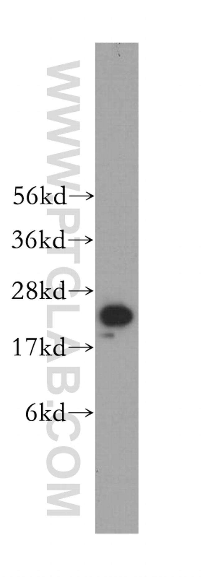 PSMA6 Antibody in Western Blot (WB)