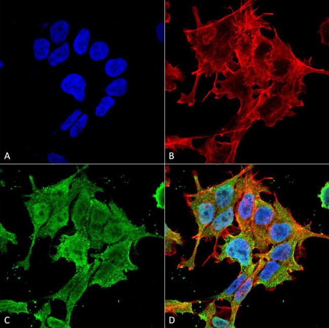 AISC1 Antibody in Immunocytochemistry (ICC/IF)