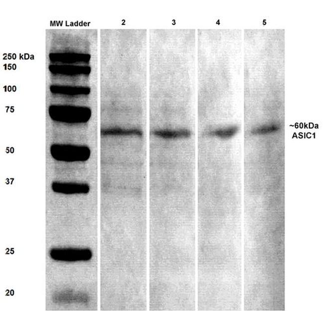 AISC1 Antibody in Western Blot (WB)