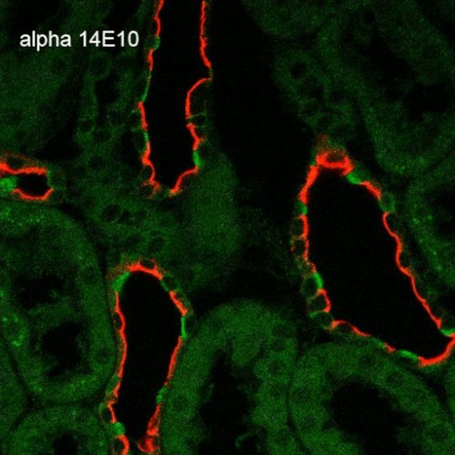 ENaC alpha Antibody in Immunohistochemistry (Paraffin) (IHC (P))