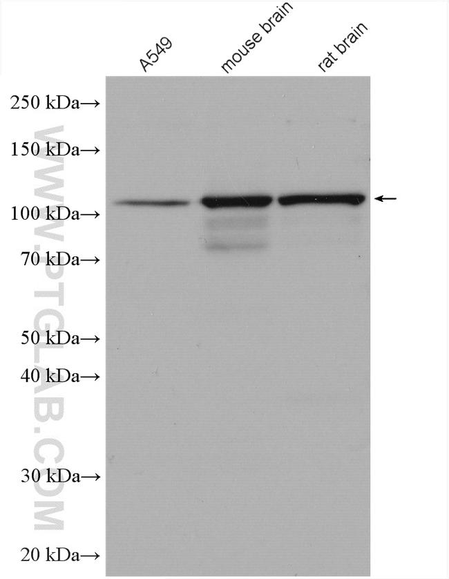 OGT Antibody in Western Blot (WB)