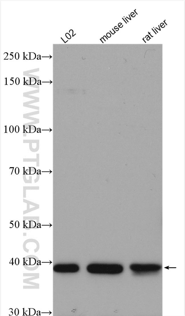 LIAS Antibody in Western Blot (WB)