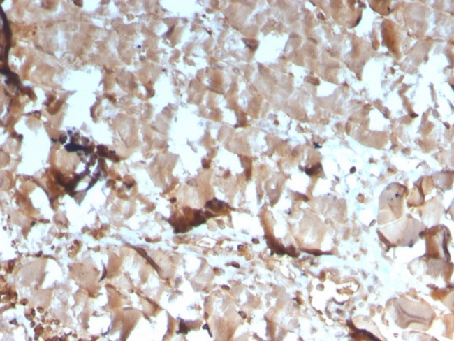 Creatine Kinase MM Antibody in Immunohistochemistry (Paraffin) (IHC (P))