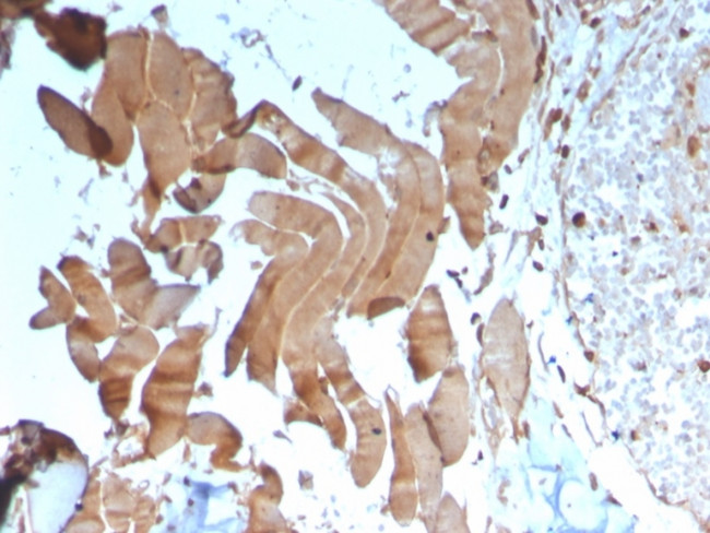 Creatine Kinase MM Antibody in Immunohistochemistry (Paraffin) (IHC (P))