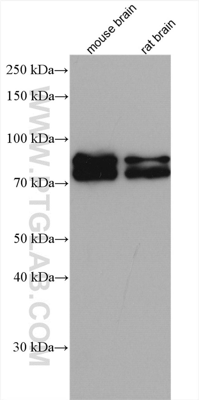 BRSK2 Antibody in Western Blot (WB)