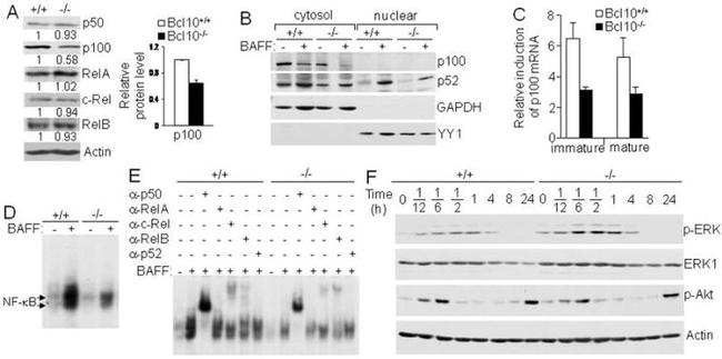 CD268 (BAFF Receptor) Antibody in T-Cell Activation (TCA)