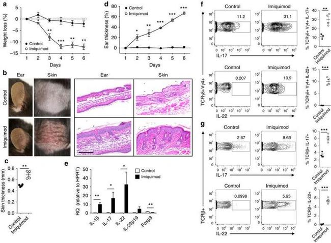 IL-22 Antibody