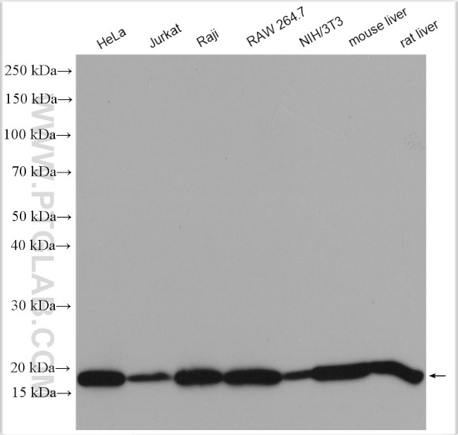 Cyclophilin B Antibody in Western Blot (WB)