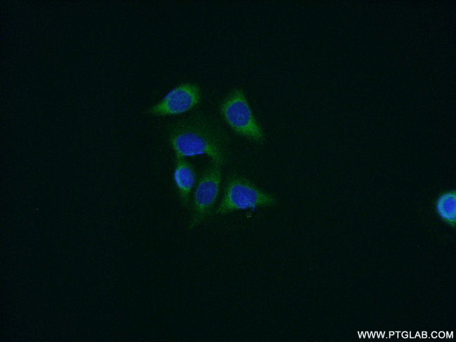 Cyclophilin B Antibody in Immunocytochemistry (ICC/IF)