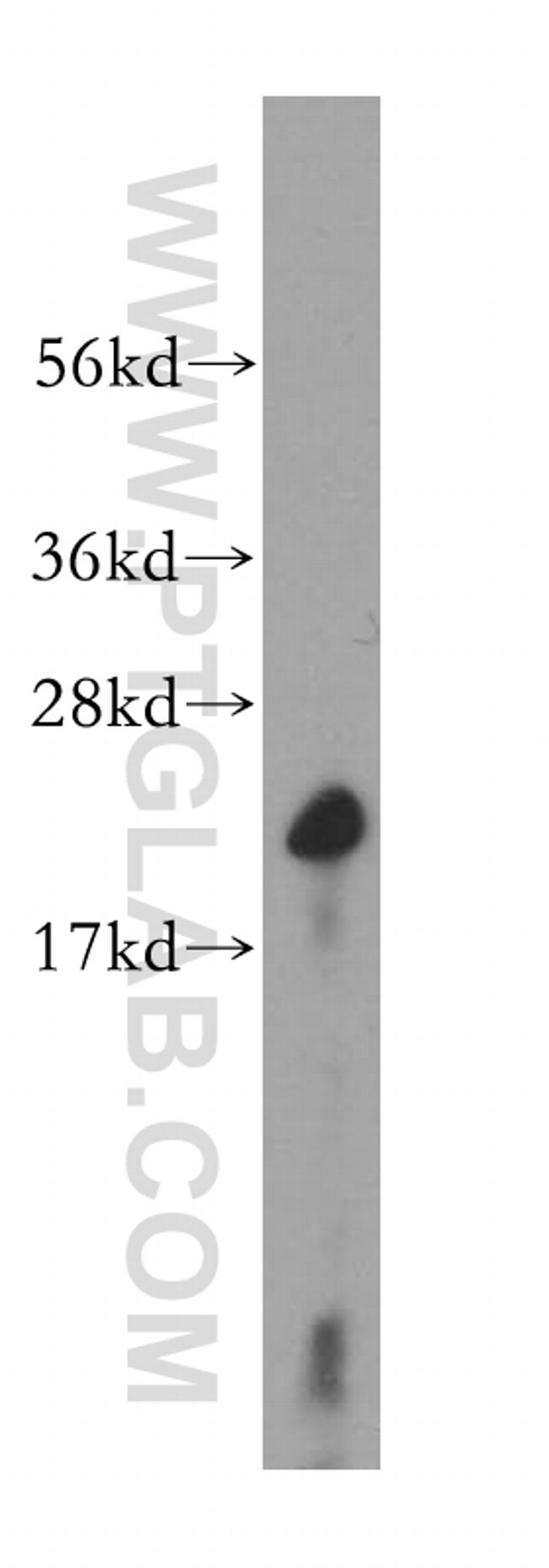 Cyclophilin B Antibody in Western Blot (WB)