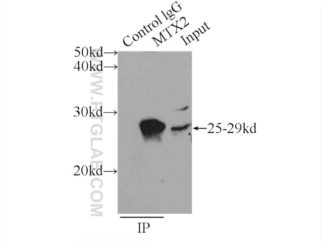 MTX2 Antibody in Immunoprecipitation (IP)