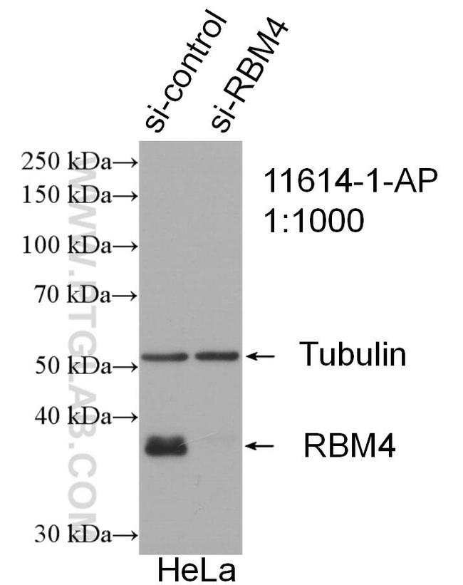 RBM4 Antibody in Western Blot (WB)