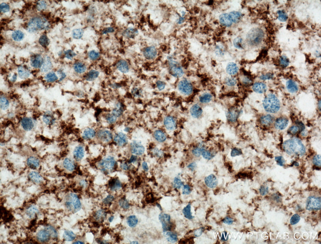 SEPT5 Antibody in Immunohistochemistry (Paraffin) (IHC (P))