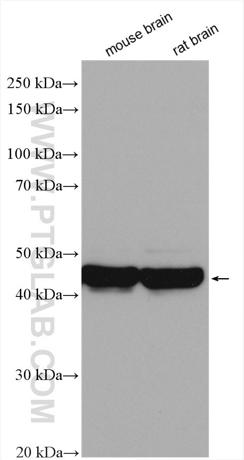 SEPT5 Antibody in Western Blot (WB)