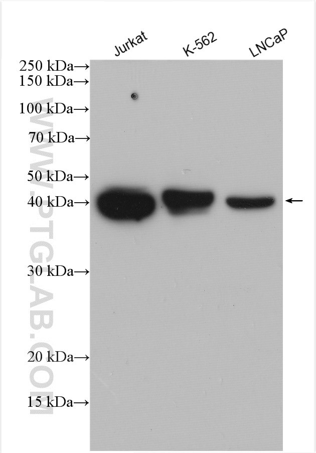 SEPT5 Antibody in Western Blot (WB)