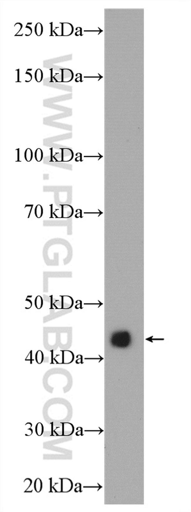 SEPT5 Antibody in Western Blot (WB)