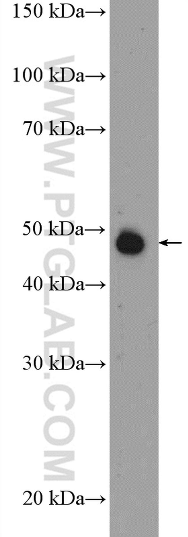 SEPT5 Antibody in Western Blot (WB)