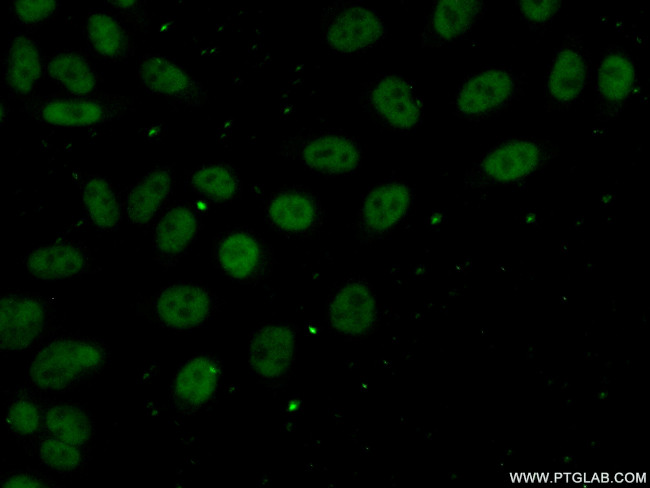 DNTTIP1 Antibody in Immunocytochemistry (ICC/IF)