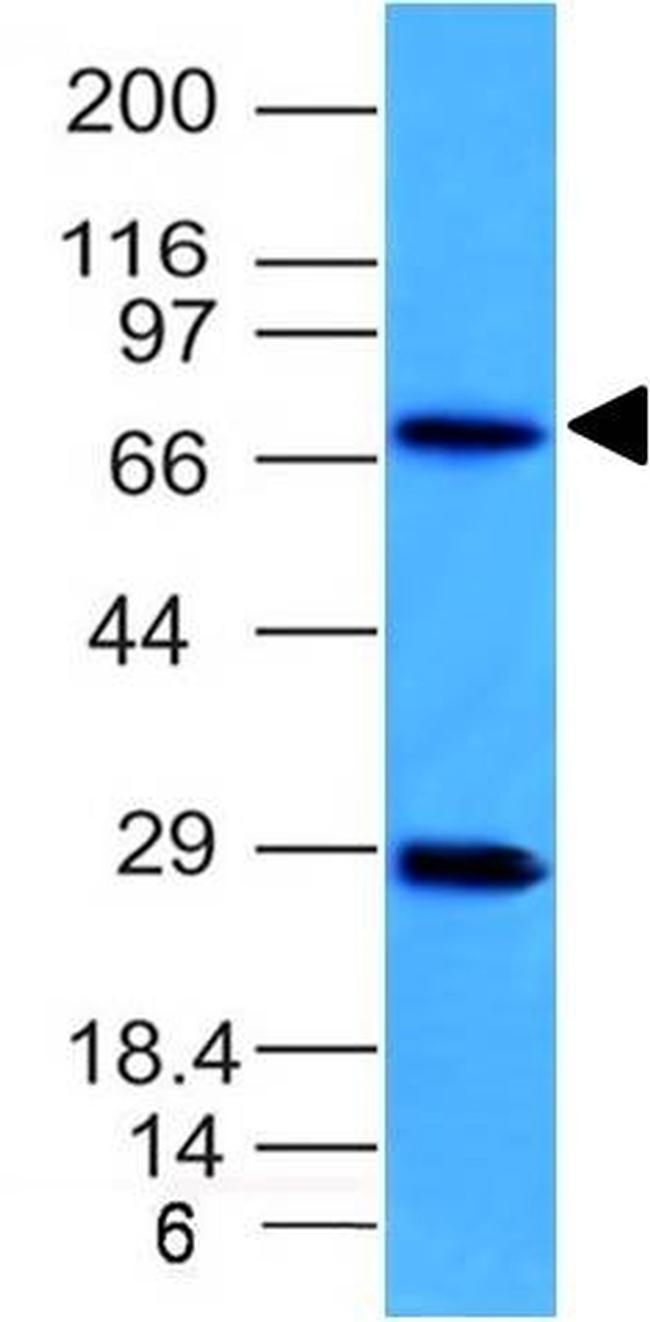 Topoisomerase (DNA) I, Mitochondrial (TOP1MT) Antibody in Western Blot (WB)
