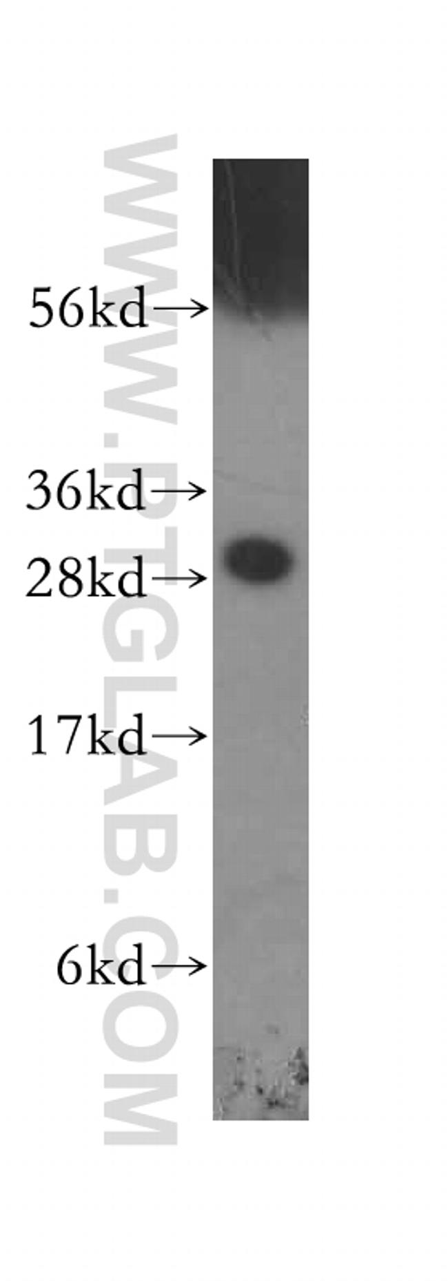 14-3-3 epsilon Antibody in Western Blot (WB)