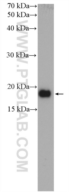 CPI17 Antibody in Western Blot (WB)