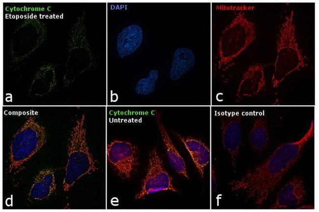 Cytochrome C Antibody